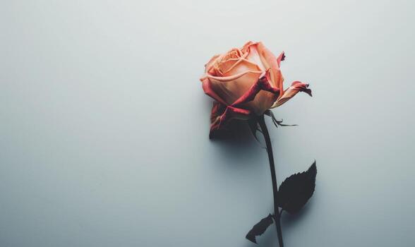 Rosa flor en neutral antecedentes foto