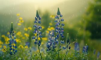 Lupines under the rain with bokeh light photo