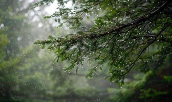 Closeup view on cedar branch in rain drops, bokeh background photo
