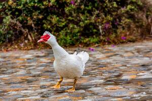 portrait of a white duck with a red beak photo