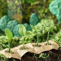 Artful display of leaf-shaped cutouts in carton on soil, imitating sprouting plants, symbolizing recycling and natural growth. photo