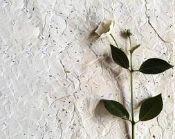 Plantable Seed Paper with flower. photo