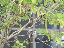 Small birds take a rest under the tree photo