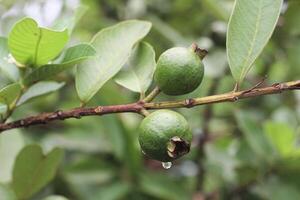 Guava Fruits Hanging on a Tree Bathed in Sunshine photo