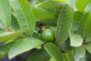 Guava Fruits Hanging on a Tree Bathed in Sunshine photo