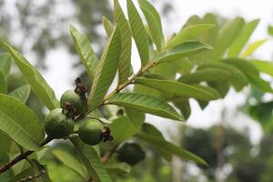 Green Guava Fruits Growing on a Tree photo