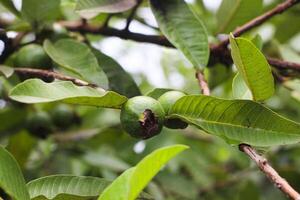 Guava Fruits Hanging on a Tree Bathed in Sunshine photo