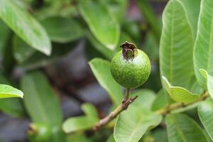 Guava Fruits Hanging on a Tree Bathed in Sunshine photo