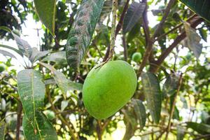 Exploring the Green Mangoes Hanging on Tropical Trees photo