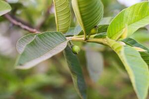 Green Guava Fruits Growing on a Tree photo