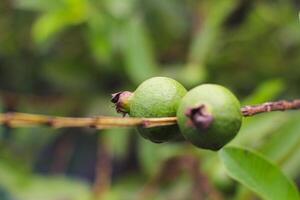 Guava Fruits Hanging on a Tree Bathed in Sunshine photo