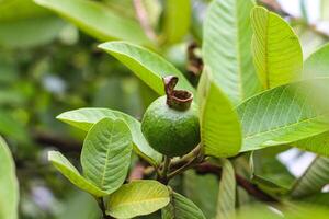 Guava Fruits Hanging on a Tree Bathed in Sunshine photo