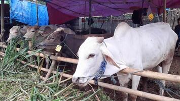 Goat or lamb or kambing and cows or sapi in animal markets to prepare sacrifices on Eid al-Adha or hari raya kurban. Islamic celebration tradition. Bekasi, West Java, Indonesia - June 19, 2023 photo