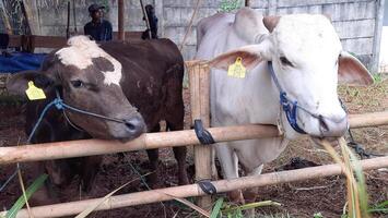 Goat or lamb or kambing and cows or sapi in animal markets to prepare sacrifices on Eid al-Adha or hari raya kurban. Islamic celebration tradition. Bekasi, West Java, Indonesia - June 19, 2023 photo