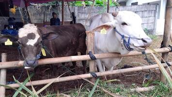 Goat or lamb or kambing and cows or sapi in animal markets to prepare sacrifices on Eid al-Adha or hari raya kurban. Islamic celebration tradition. Bekasi, West Java, Indonesia - June 19, 2023 photo