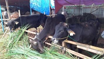 Goat or lamb or kambing and cows or sapi in animal markets to prepare sacrifices on Eid al-Adha or hari raya kurban. Islamic celebration tradition. Bekasi, West Java, Indonesia - June 19, 2023 photo