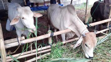 Goat or lamb or kambing and cows or sapi in animal markets to prepare sacrifices on Eid al-Adha or hari raya kurban. Islamic celebration tradition. Bekasi, West Java, Indonesia - June 19, 2023 photo