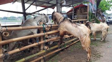 Goat or lamb or kambing and cows or sapi in animal markets to prepare sacrifices on Eid al-Adha or hari raya kurban. Islamic celebration tradition. Bekasi, West Java, Indonesia - June 19, 2023 photo