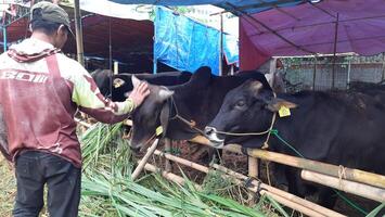 Goat or lamb or kambing and cows or sapi in animal markets to prepare sacrifices on Eid al-Adha or hari raya kurban. Islamic celebration tradition. Bekasi, West Java, Indonesia - June 19, 2023 photo