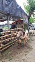 Goat or lamb or kambing and cows or sapi in animal markets to prepare sacrifices on Eid al-Adha or hari raya kurban. Islamic celebration tradition. Bekasi, West Java, Indonesia - June 19, 2023 photo