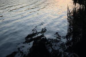 river, waves at sunset in the forest, water texture photo