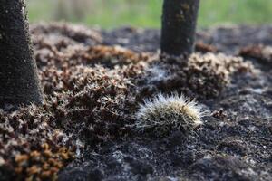 moss in macro, grey moss photo
