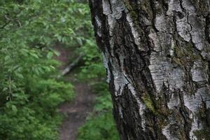 wood texture, path in the forest, birch tree photo