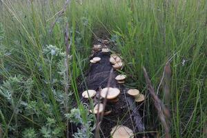 many mushrooms on a dead tree in the meadow photo