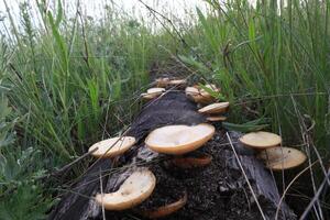 many mushrooms on a dead tree in the meadow photo
