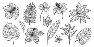 A harmonious blend of rich green tropical leaves, elegantly arranged to create a serene and lush botanical tapestry. Perfect for bringing the essence of the tropics into any space vector