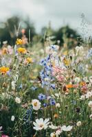 wild flowers in a field photo
