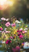 beautiful flowers in the field with sun shining photo