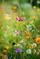 wild flowers in the meadow photo