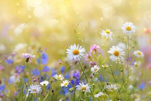 wild flowers in a meadow with sunlight photo
