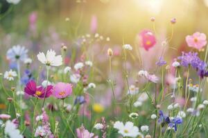 wild flowers in the meadow at sunset photo