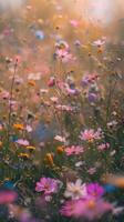 a field of wild flowers with a blurry background photo
