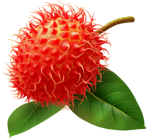 Nephelium lappaceum illustration - Rambutan Fruit with Leaf isolated on a transparent background png