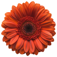 Gerbera Flower Transvaal daisy isolated illustration on a transparent background png