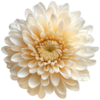 Chrysanthemum flower illustration, Chrysanthemum isolated on a transparent background png