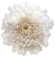 Chrysanthemum flower illustration, Chrysanthemum isolated on a transparent background png