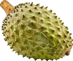 Annona muricata fruit illustration - A whole fresh soursop isolated on a transparent background png