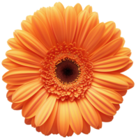 Gerbera Flower Transvaal daisy isolated illustration on a transparent background png
