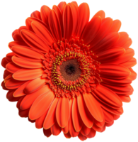 Gerbera Flower Transvaal daisy isolated illustration on a transparent background png