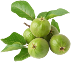A group of Fresh guava with leaf isolated illustration on a transparent background png