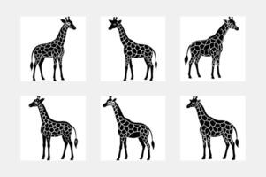 Giraffe illustration bundle vector