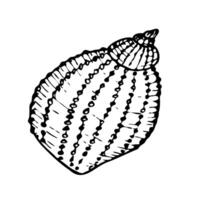 Seashell line art illustration. Hand drawn maritime sketch of seashell. Undersea drawing of seashell. Isolated design element in outline style for icon, logo, seafood shop, menu, coloring. vector