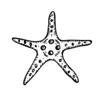 Starfish line art illustration top view. Hand drawn sketch of sea star. Undersea drawing of seashell. Isolated design element in outline style for icon, logo, seafood shop, menu, coloring. vector