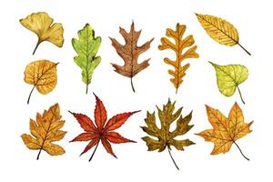 A set of autumn leaves linden, maple, ginkgo, oak, elm, hand drawn watercolor illustration isolated on white. For design of patterns, textiles, stickers, postcards, greeting cards, invitations. vector