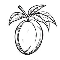Hand-drawn mango fruit , showcasing intricate black line art. Perfect for adding a tropical touch to your designs. Ideal for prints, apparel, digital media, and more. vector
