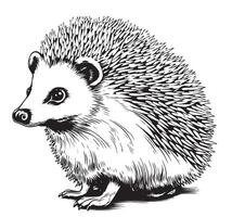Hedgehog sketch drawing isolated on white background vector